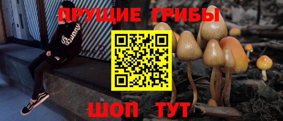 Тосно  Псилоцибиновые грибы прущие грибы  Вход с VPN  Псилоцибиновые грибы Cubensis 